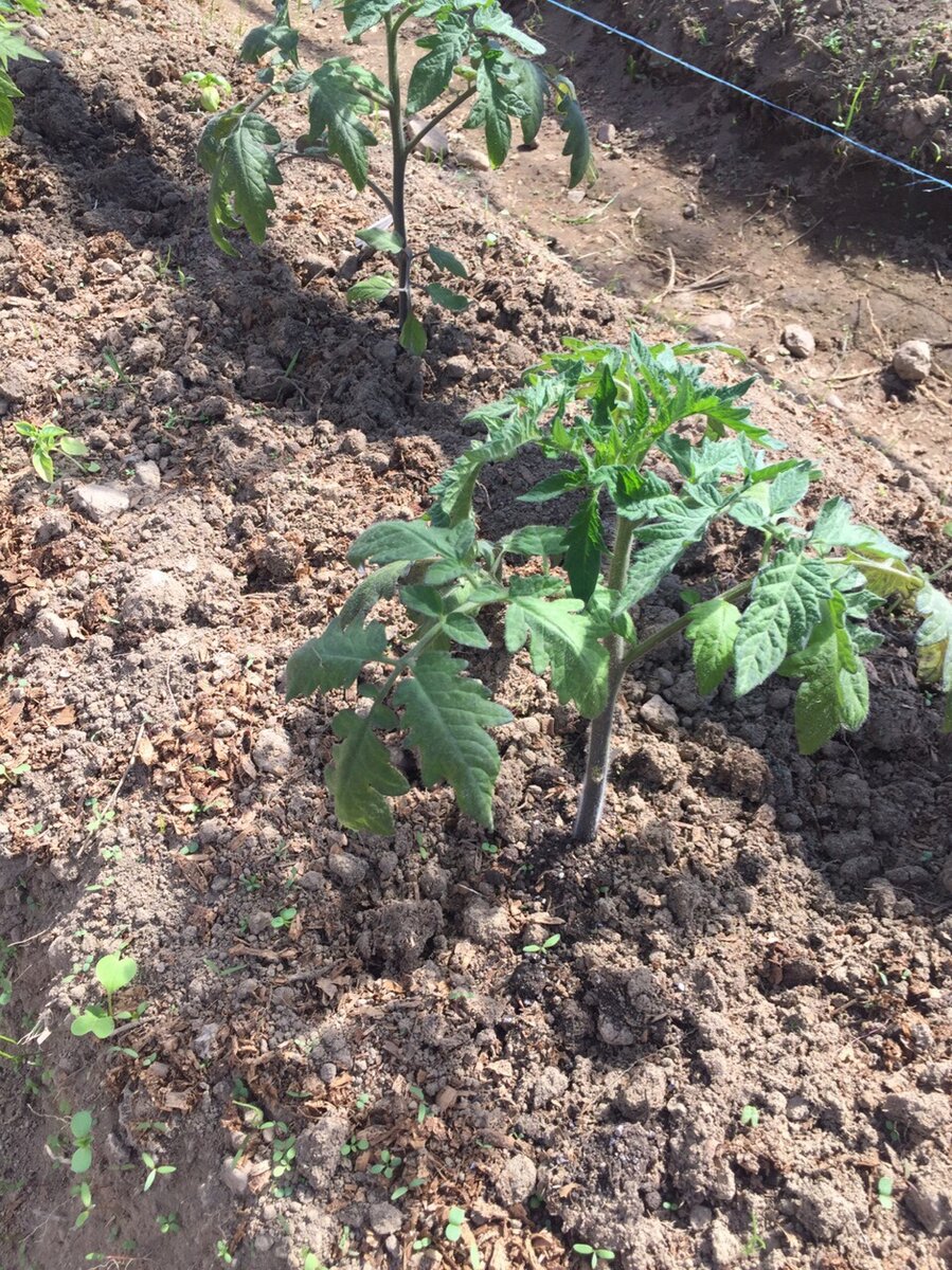 Подкормка томатов после высадки в грунт