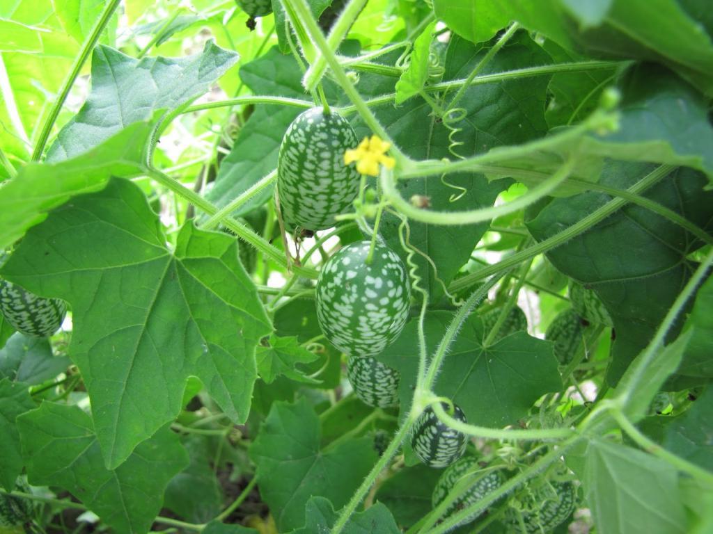 Кивано: выращивание из семян в домашних условиях