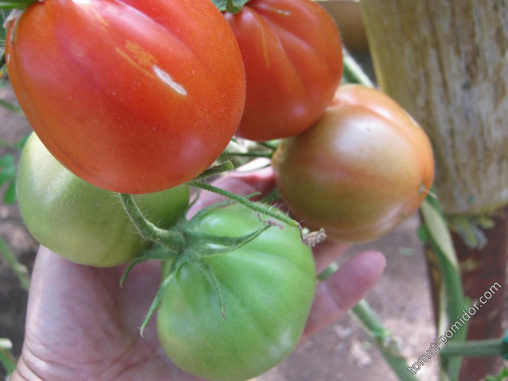 Описание, характеристика, посев на рассаду, подкормка, урожайность, фото, видео и самые распространенные болезни томатов сорта «ледник f1».