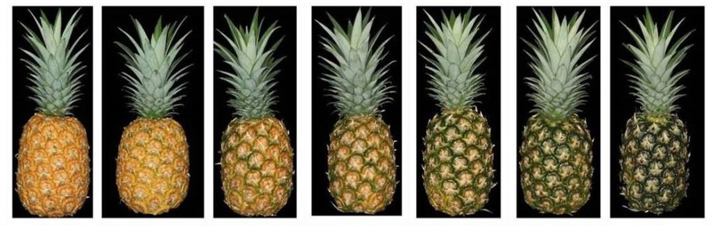 Как правильно выбрать спелый ананас при покупке в магазине и как его хранить