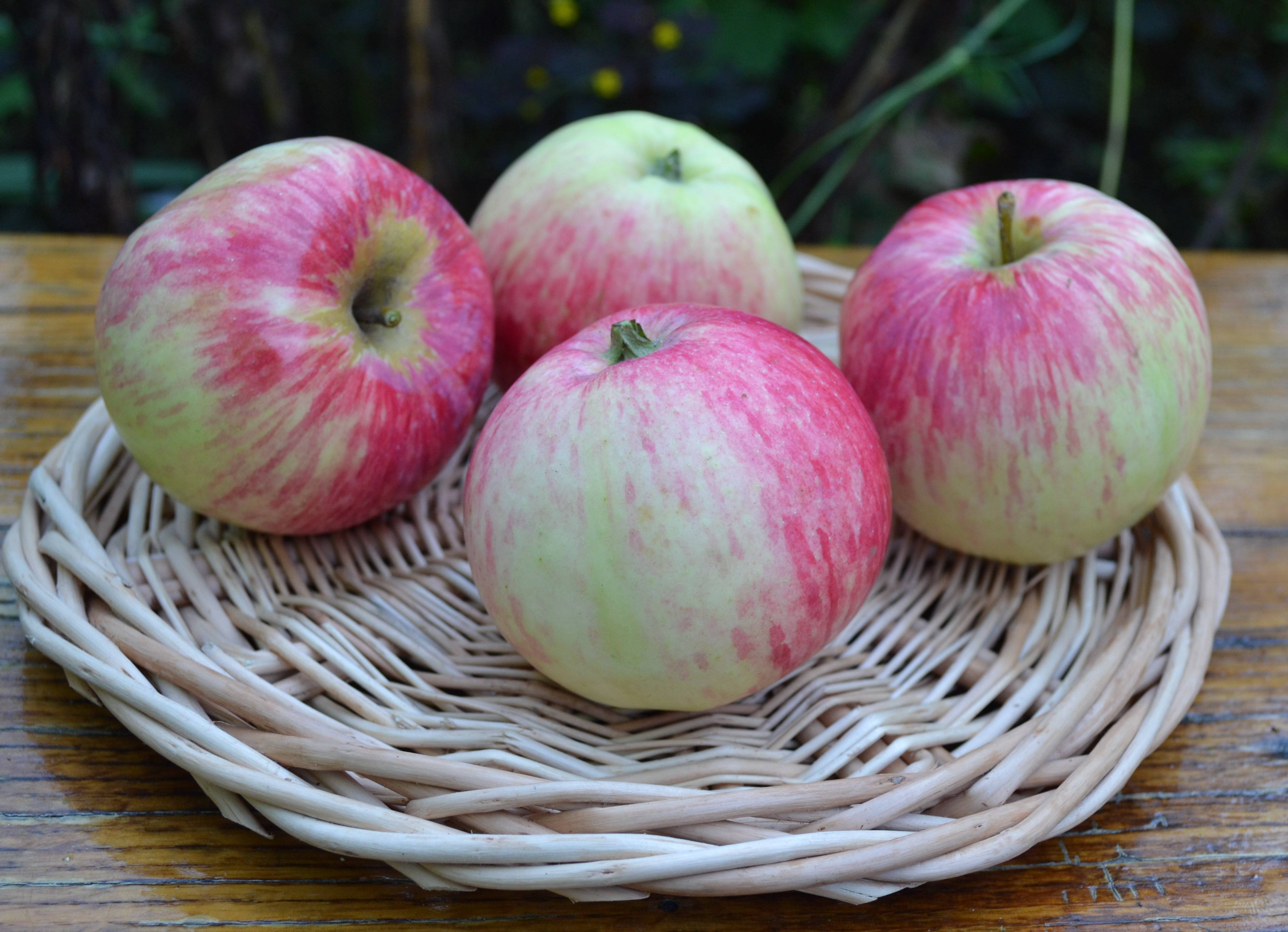 Описание сорта яблони красавица сада: фото яблок, важные характеристики, урожайность с дерева