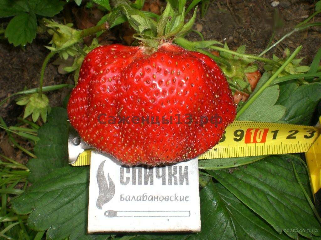 Клубника гигантелла - удивительный сорт крупной ягоды