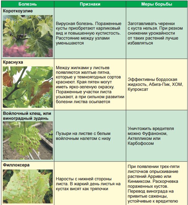 Схема обработка винограда весной