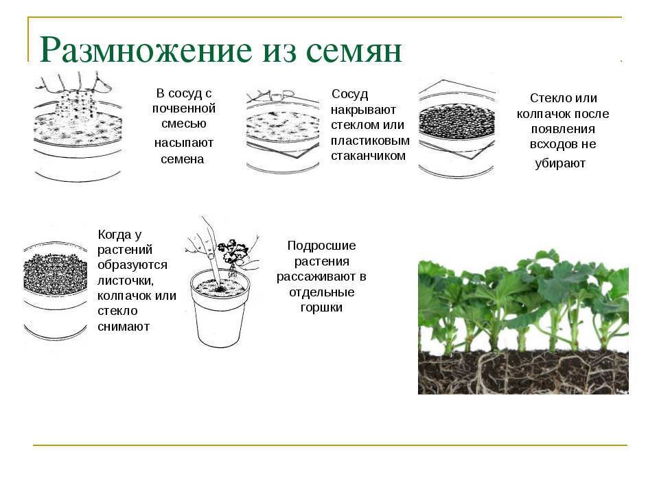 Рассмотрите рисунок с изображением агротехнического приема используемого при выращивании