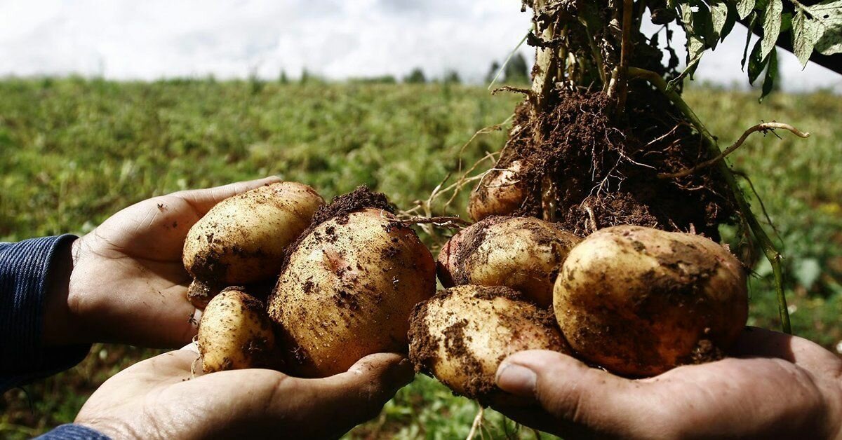 Почему не цветет картофель: опасность и причины