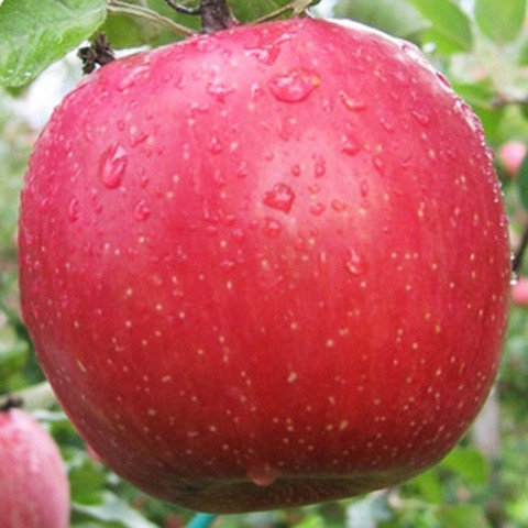 Яблоня фуджи – описание сорта, фото, отзывы