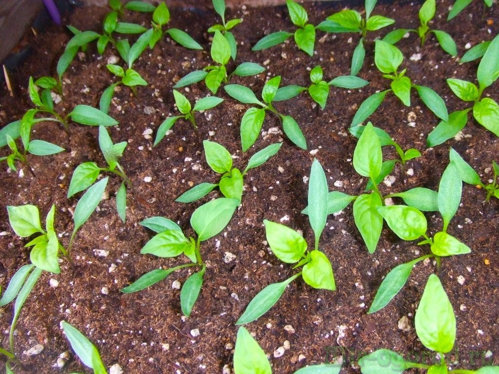 Перец чили в домашних условиях на подоконнике: как вырастить из семян жгучий овощ, советы и рекомендации по уходу