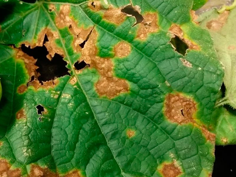 Болезни огурцов: фото листьев и лечение