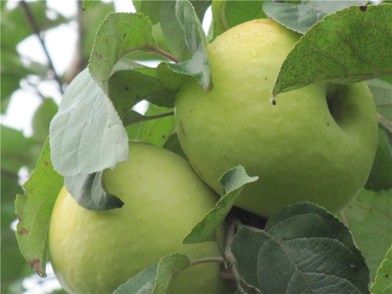 Агротехника выращивания яблони «антоновка»