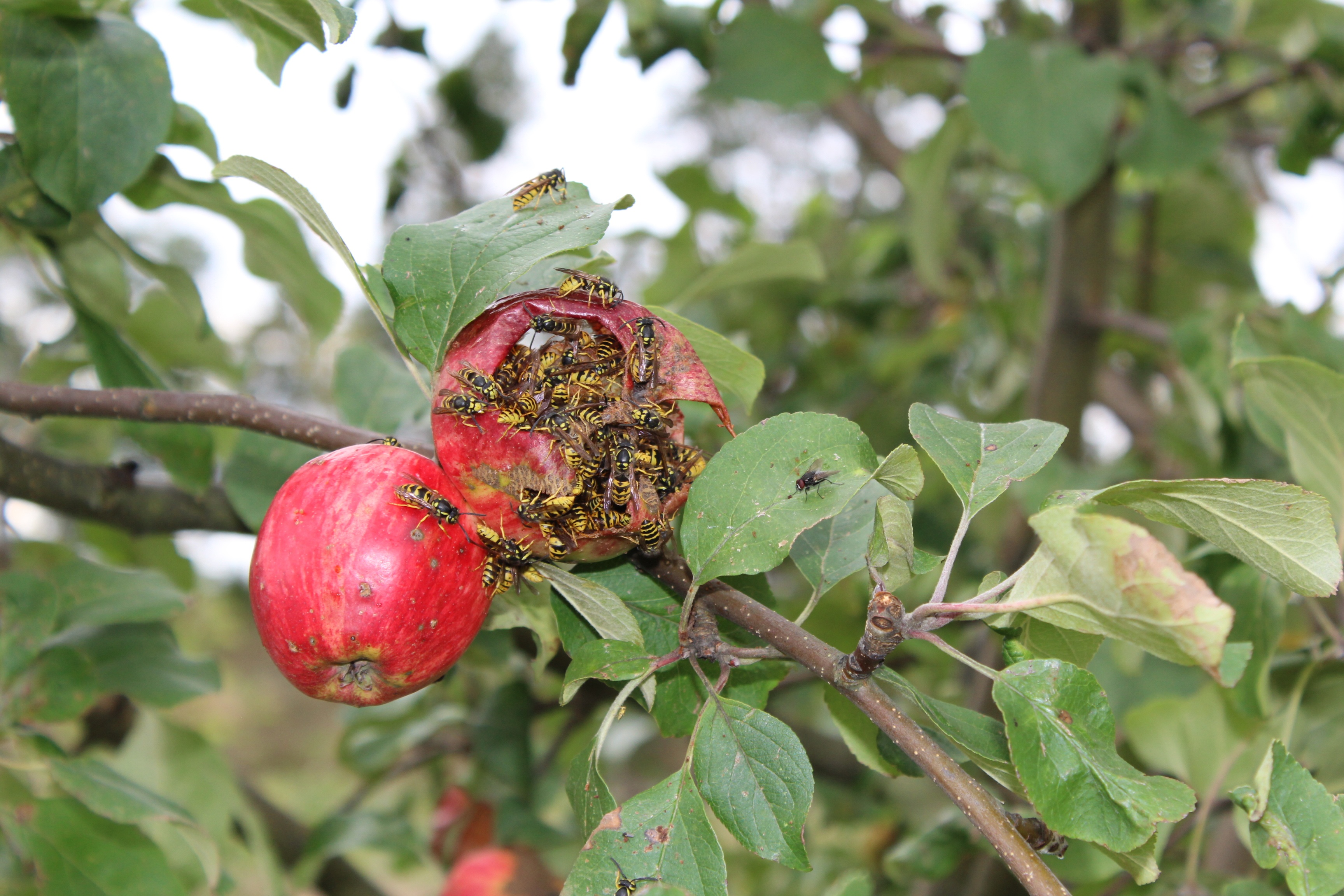 Описание вредителей яблонь с фотографиями – эффективные средства и методы борьбы