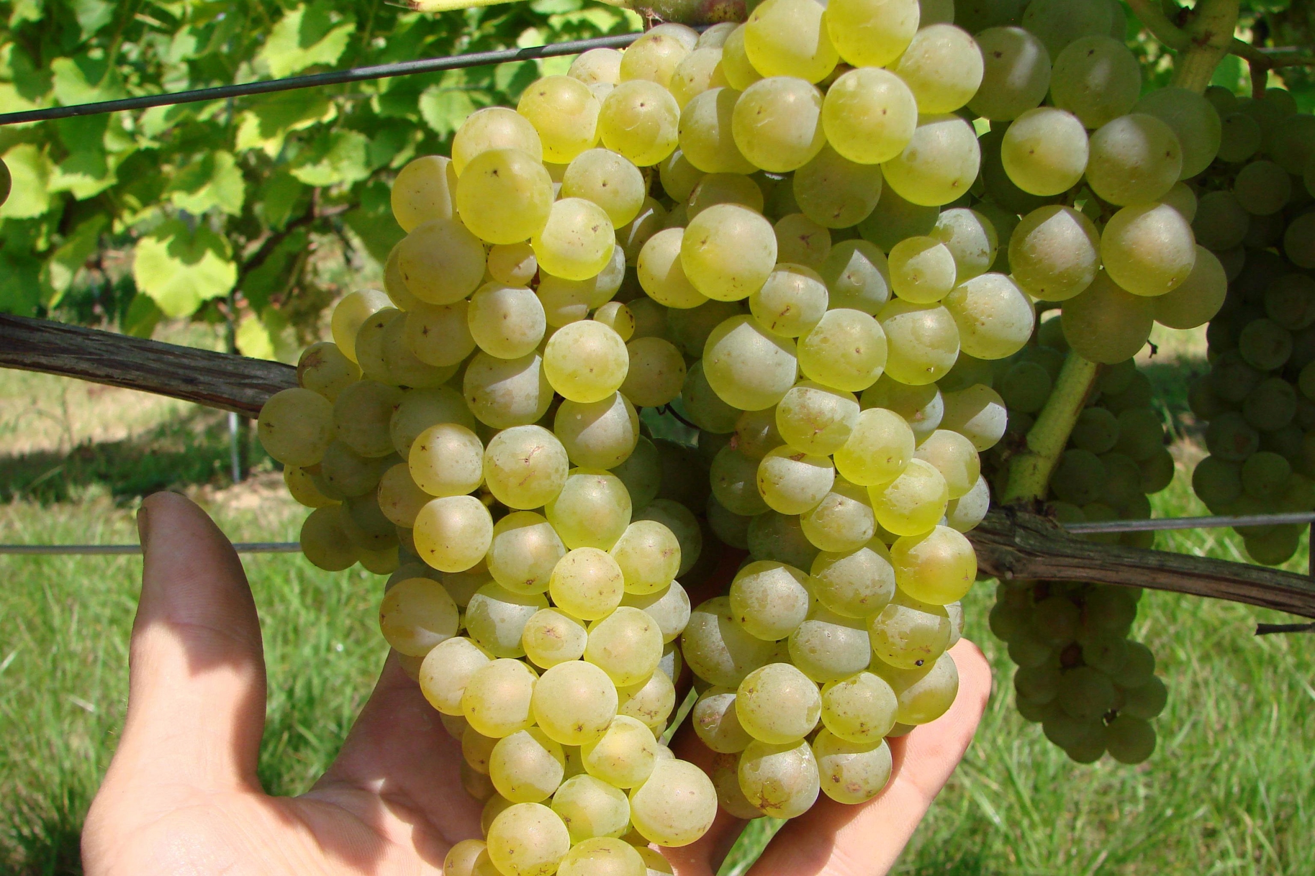Виноград бианка: описание сорта, фото и отзывы садоводов