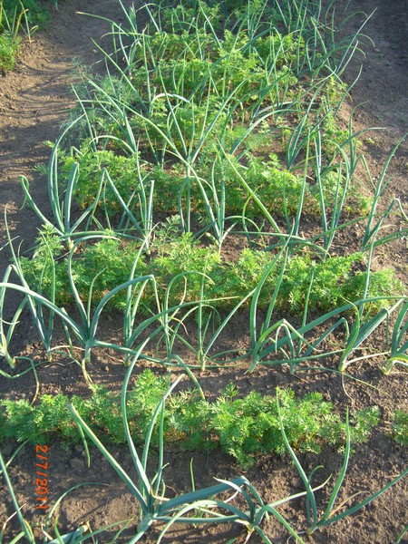 Что посадить вместе с огурцами в теплице или открытом грунте : капуста, тыква, картофель, дыня, арбуз, укроп