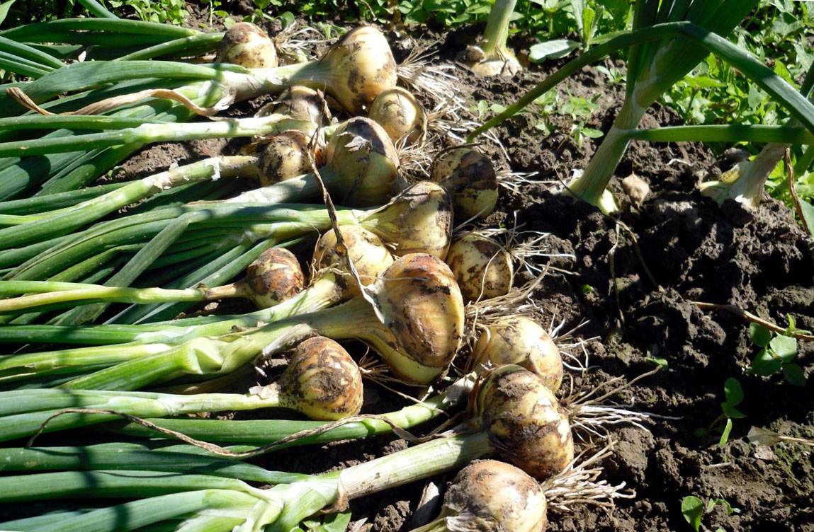 Как вырастить лук-репку за один год. лучшие сорта раннего лука - всевогород.ру - подробная информация для садоводов-огородников
