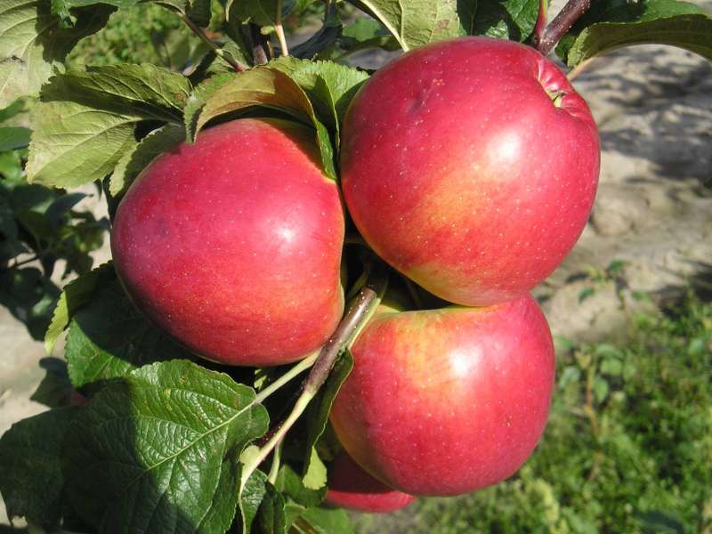 Сорт яблони «медуница»