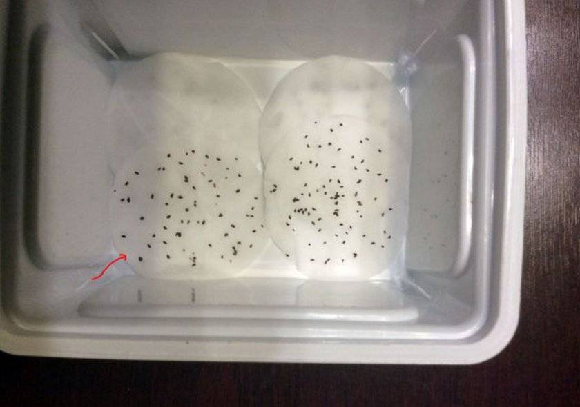 Как выращивать голубику в домашних условиях из семян?