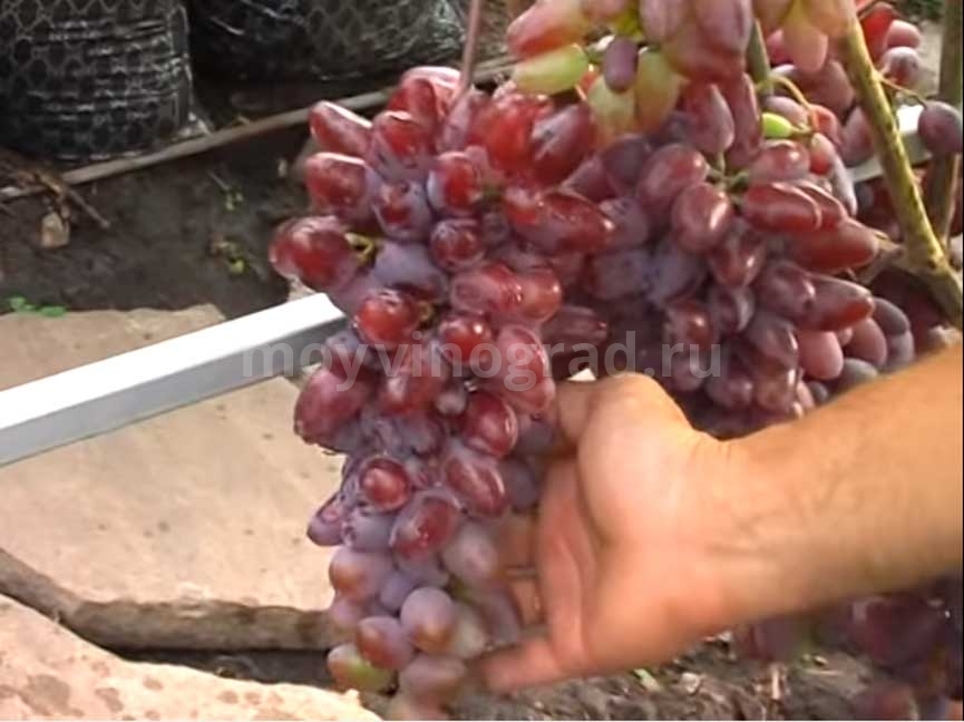 Байконур — столовый сорт винограда