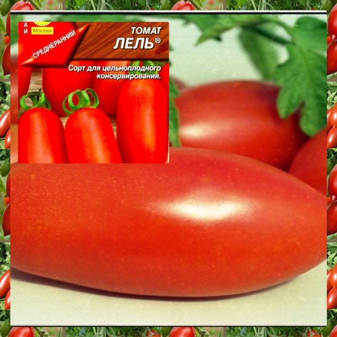 Самые урожайные томаты для ленинградской области, сорта для теплиц и открытого грунта - районированные сорта томатов для ленинградской области