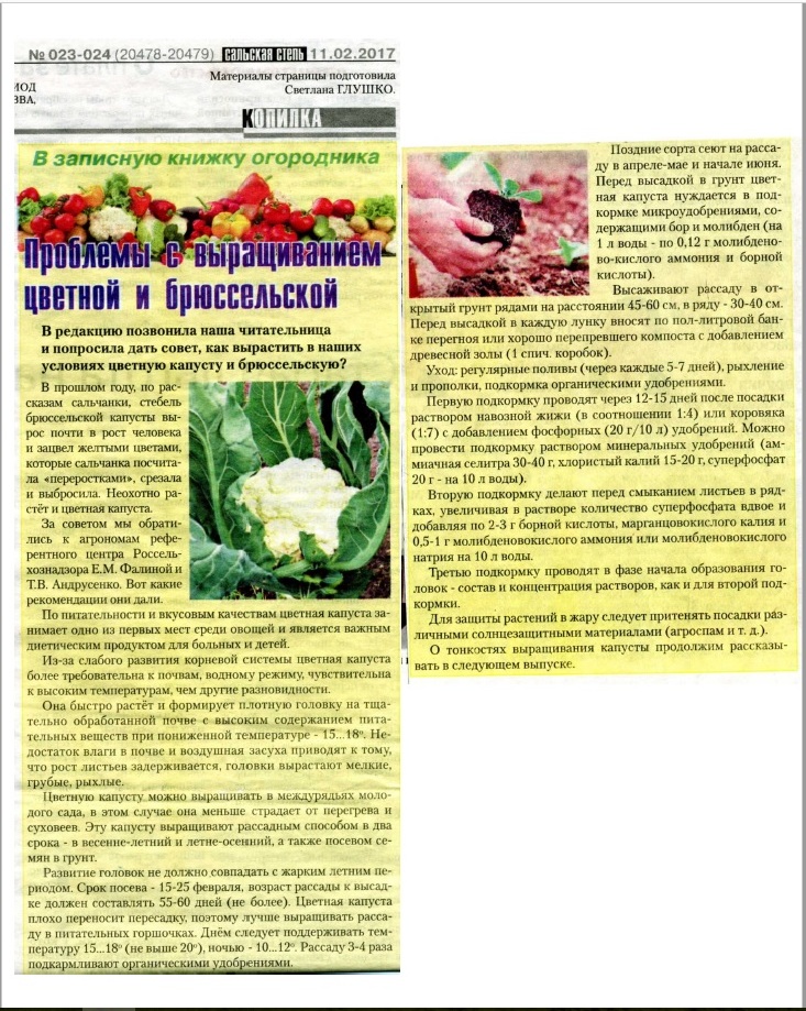 Древесная зола как удобрение - секреты применения