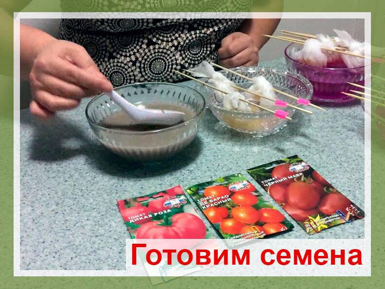 Как подготовить семена томатов к посеву на рассаду