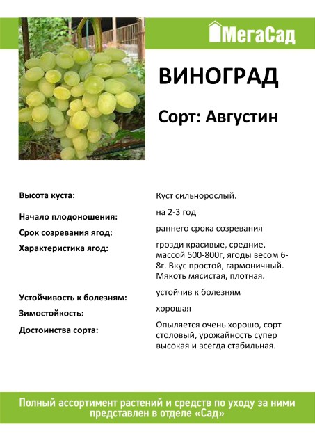 Виноград августин: отзывы, фото, описание сорта и особенности выращивания