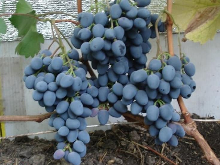 Виноград байконур: история, внешний вид, товарные и вкусовые качества плодов + особенности посадки и выращивания и фото