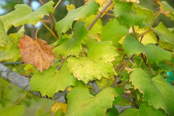 Филлоксера на винограде: меры борьбы с тлей, устойчивые сорта и профилактика