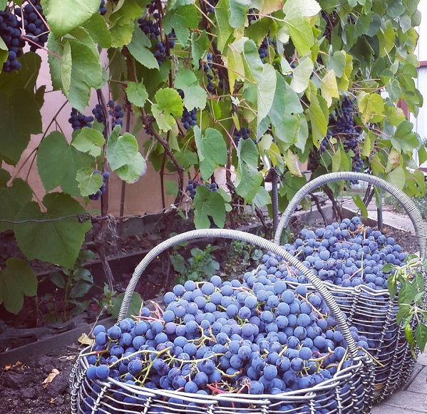 Виноград зилга: описание сорта с характеристикой и отзывами, особенности посадки и выращивания, фото
