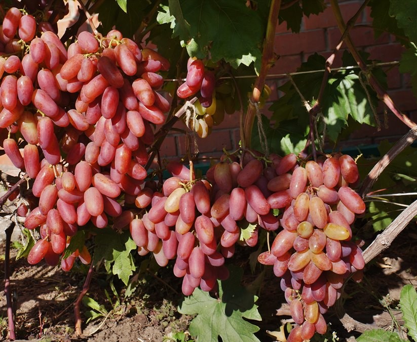 Виноград "преображение": описание сорта, урожайность, фото, отзывы