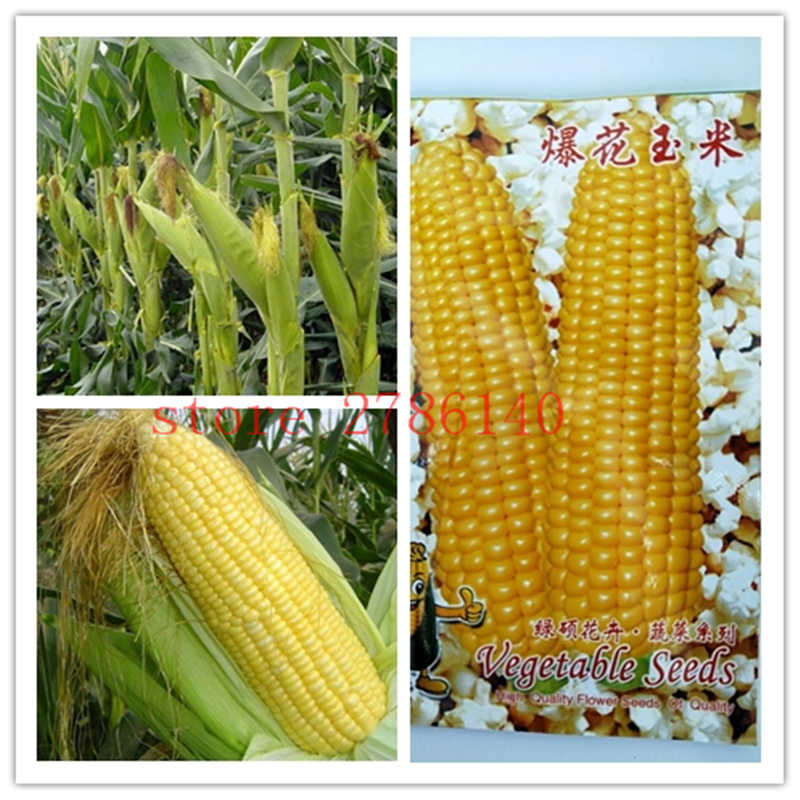 Сорта кукурузы: описание и характеристики самых урожайных гибридов с фото