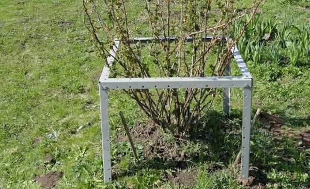 Как огородить смородину своими руками