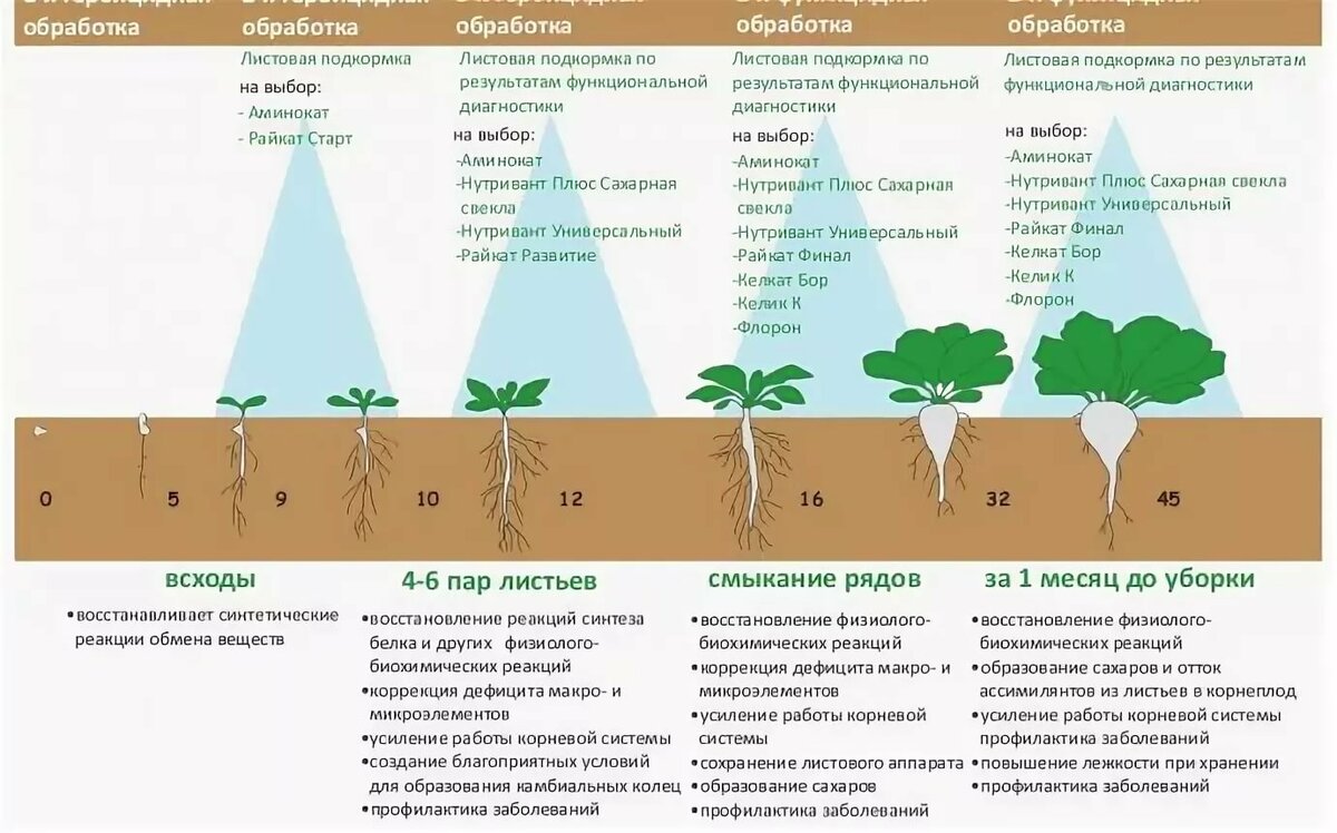 Советы по выращиванию картошки - от посадки до хранения