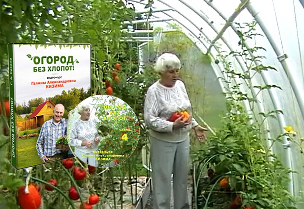 Посадка томатов по методу галины кизимы и советы по выращиванию с видео