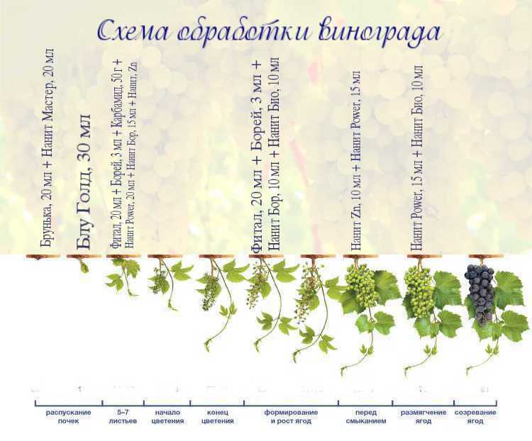 Морковь: выращивание на огороде, хранение, виды