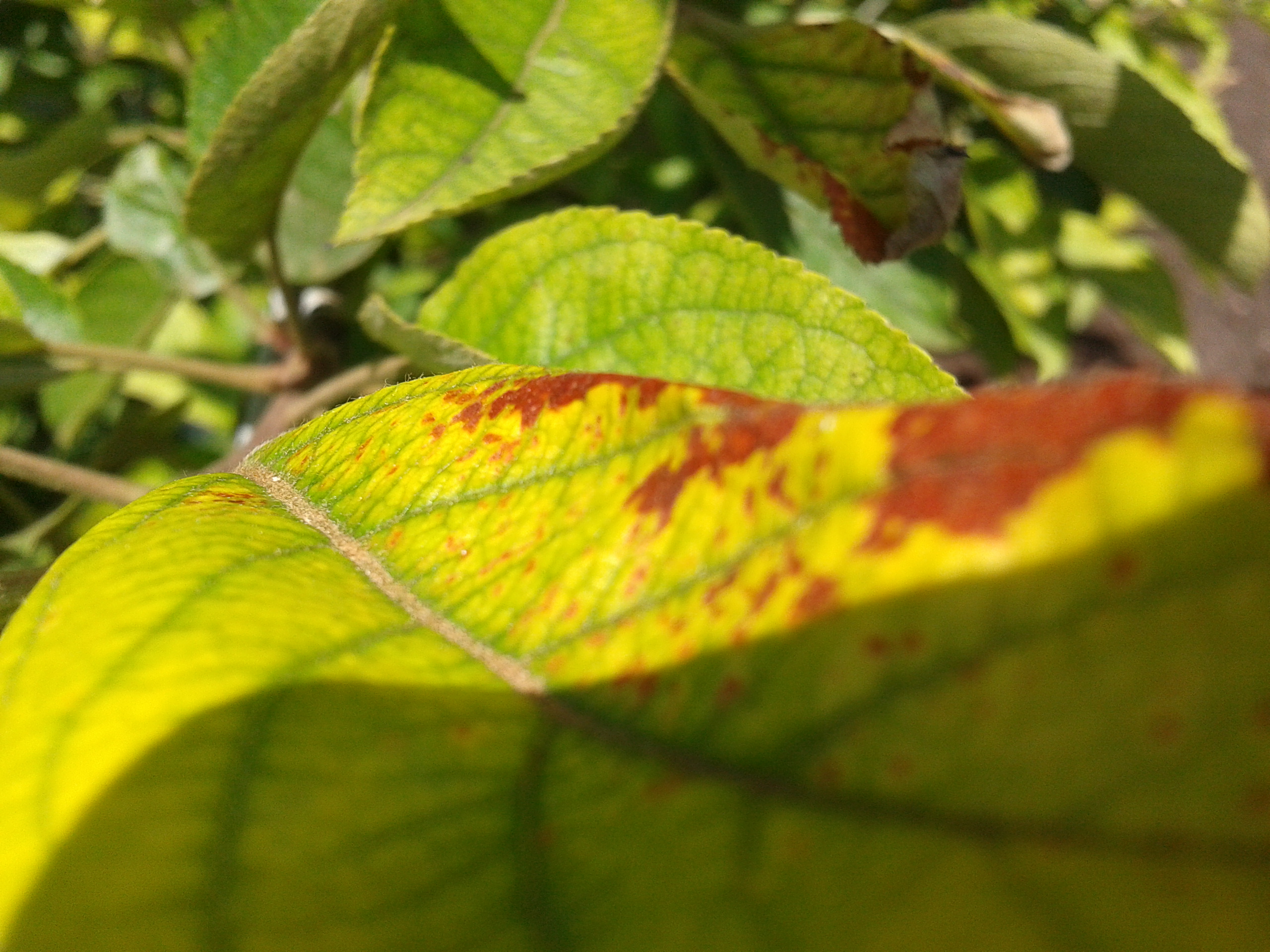 Почему у спатифиллума желтеют и сохнут листья? | садоёж
