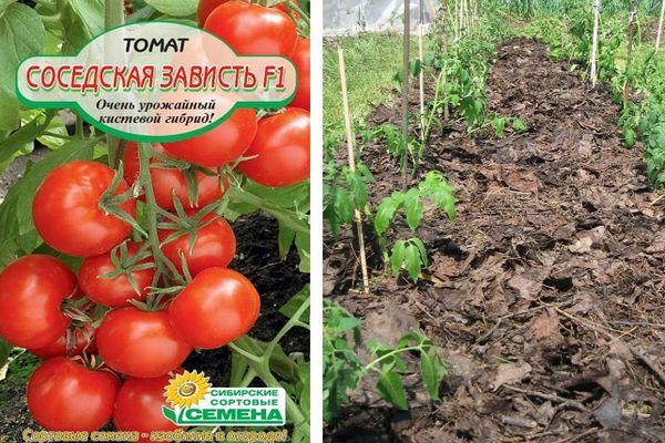 Описание томата Соседская зависть F1 и агротехника выращивания растения