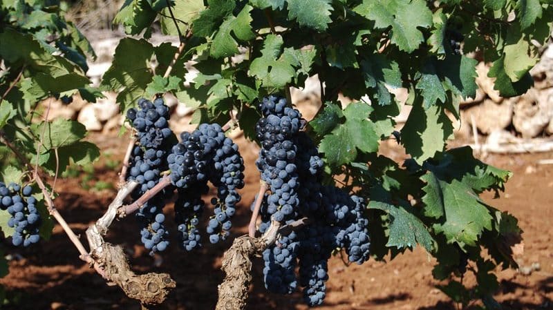 Виноград красотка: выращиваем без проблем