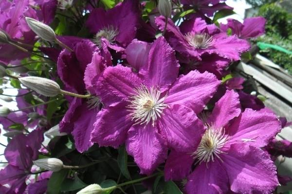 Клематисы - 88 фото самого красивого цветка из семейства лютиковых