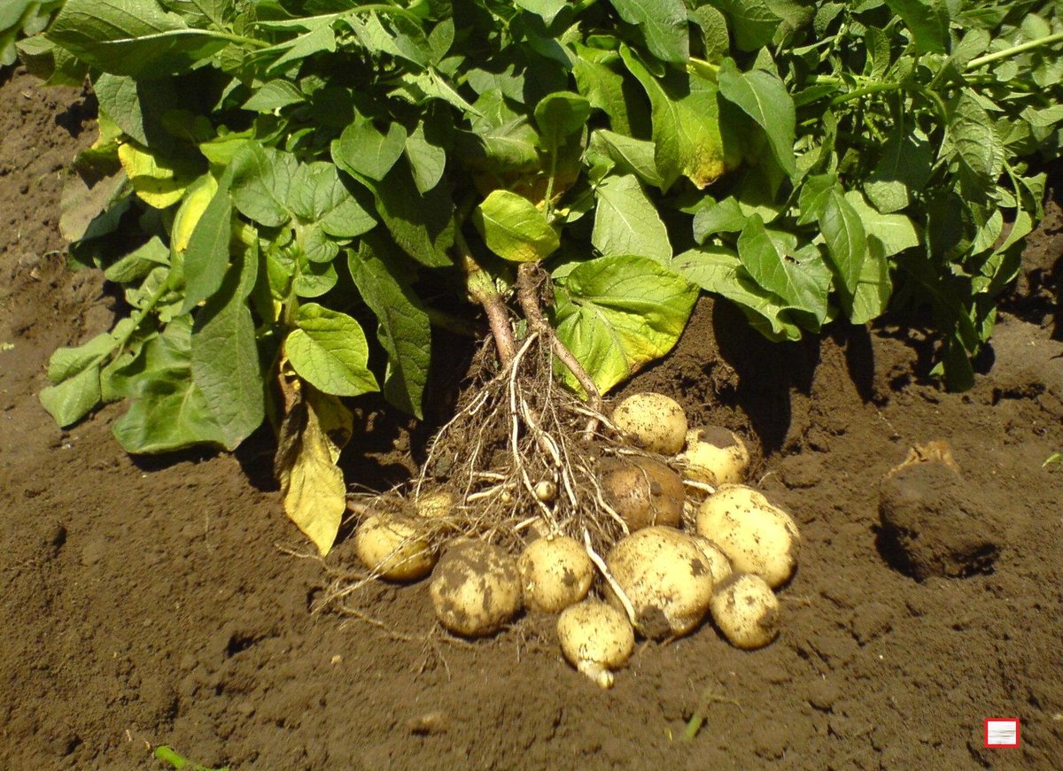 Проращивание картофеля перед посадкой: сроки и способы проведения процедуры