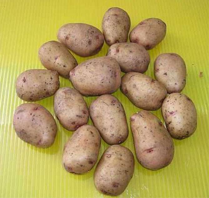 Картофель аврора: описание и характеристика сорта, достоинства, отзывы, фото