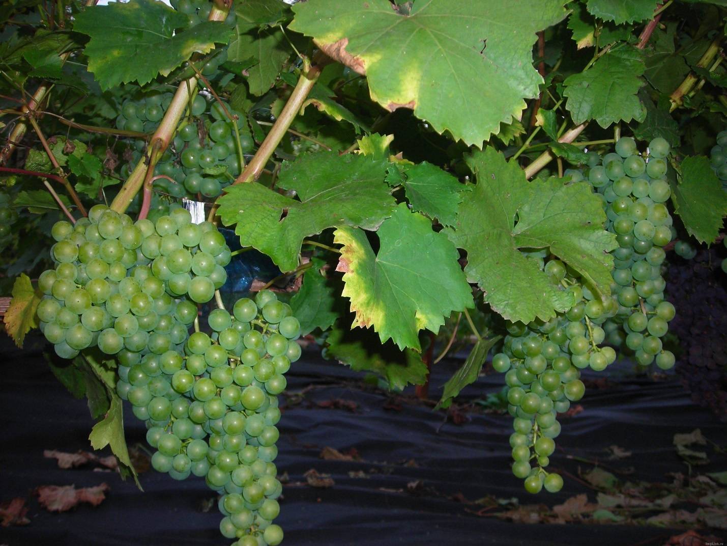 Ркацители: сорт винограда и его описание, характеристики и правила ухода