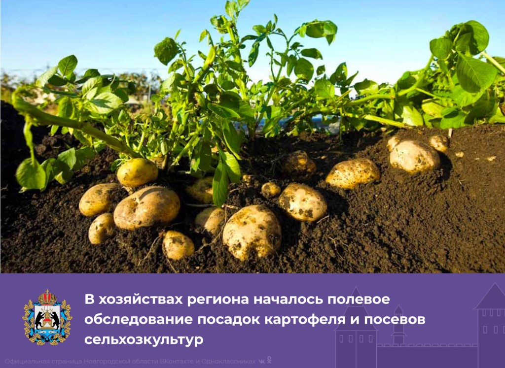 Длинные ростки у посадочного картофеля — что делать? совет профессионала