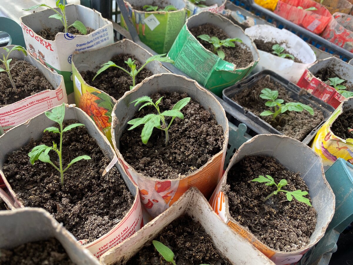 Выращивание рассады томатов без пикировки – в домашних условиях, как сажать, ухаживать, видео
