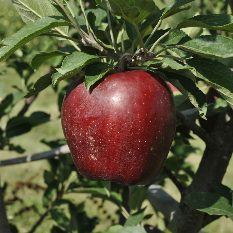 Ред делишес — описание сорта яблони и правила агротехники
