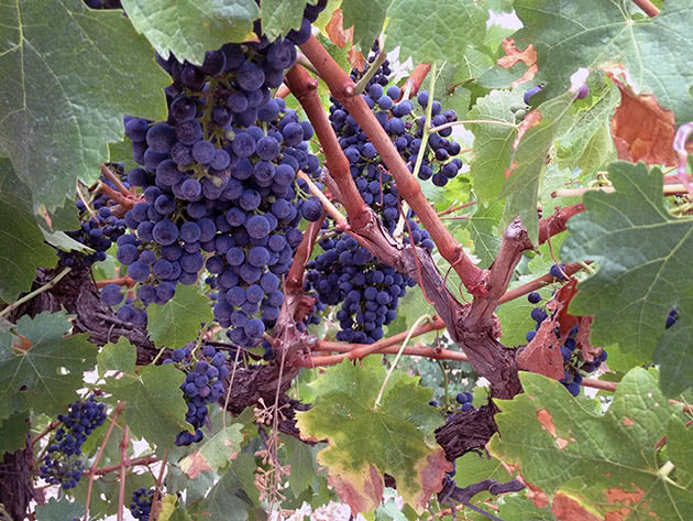 Каберне крупногроздный — сорт винограда
