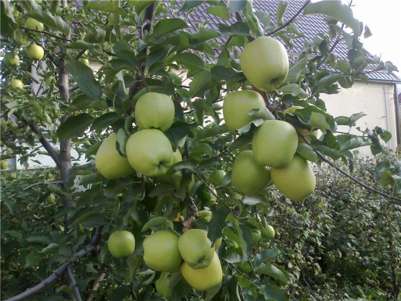 Высокоурожайная яблоня голден делишес: описание, фото