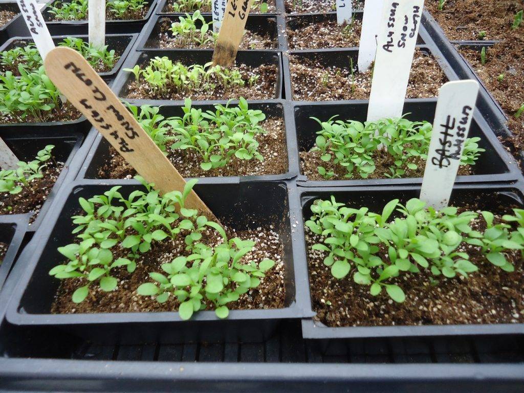 Как посадить мяту семенами в открытый грунт на даче