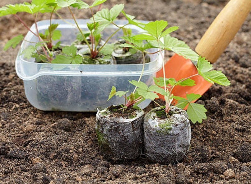 Клубника - как вырастить клубнику из семян в домашних условиях, сроки посева, подготовка семян