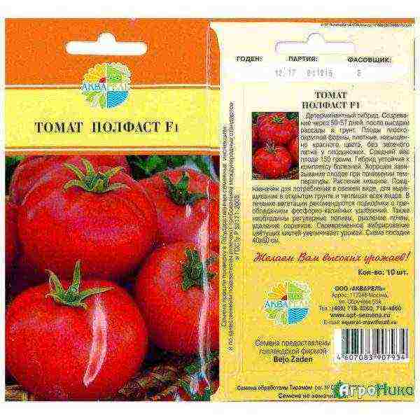Голландские томаты для теплиц и открытого грунта