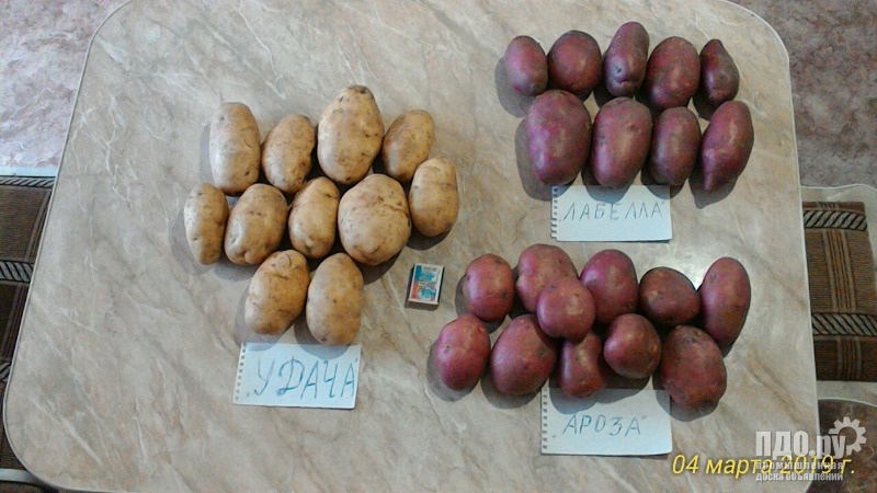 Описание и характеристики сорта картофеля Лабелла, правила посадки и уход
