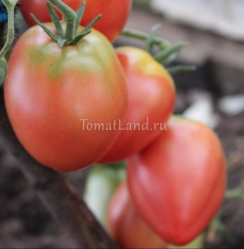Характеристика томата кемеровец и рекомендации по размножению сорта